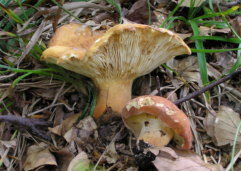 Lactarius volemus